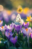A butterfly is flying over purple flowers photo