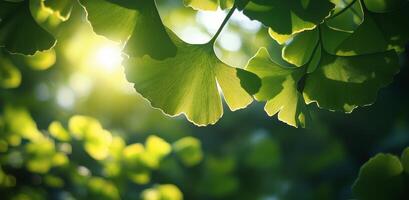 Ginkgo leaves in the sunlight photo