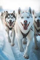 A group of dogs running in the snow photo