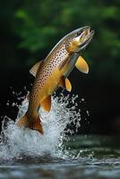 A brown trout jumping out of the water photo