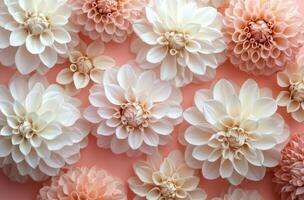 A large group of white flowers on a pink background photo