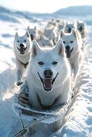 A group of white dogs are pulling a sled photo