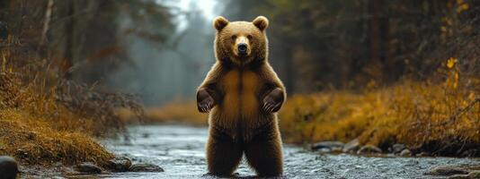 A brown bear standing in the water photo