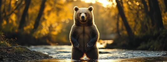 A bear standing in the water at sunset photo