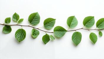 A branch with green leaves on it photo