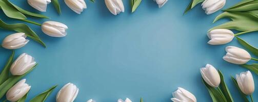 White tulips on blue background photo