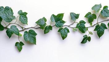 A vine with green leaves on a white background photo