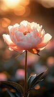 A single pink peony flower in the sun photo