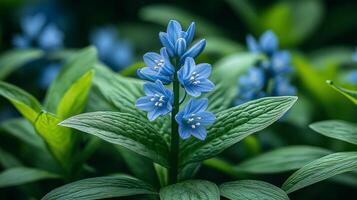 Blue flowers in the garden photo