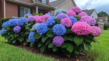 A large group of blue and pink flowers in front of a house photo