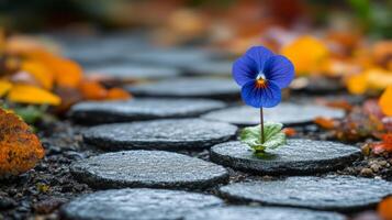 A blue flower growing out of a stone path photo