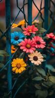 Colorful flowers are in front of a blue fence photo