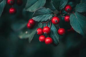Red berries on a tree branch photo
