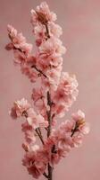 A pink cherry blossom on a branch photo