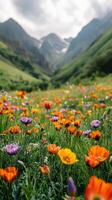 A field of colorful flowers in the mountains photo