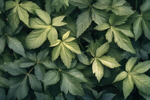 A close up of green leaves on a plant photo