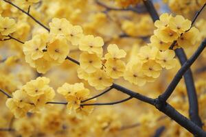 A close up of a tree with yellow flowers photo