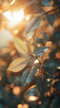 Sunlight shining through leaves on a tree photo