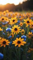 A field of blue and yellow flowers at sunset photo