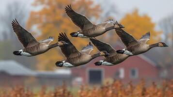Four geese flying over a field with a barn in the background photo
