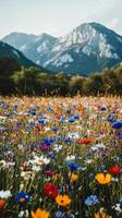 Wild flowers in a meadow photo