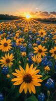 Sunset over a field of bluebonnets photo
