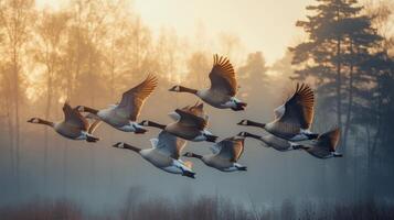 A flock of geese flying over a foggy field photo