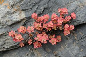 A small plant growing out of a rock photo