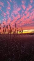 A field of tall grass at sunset with a colorful sky photo