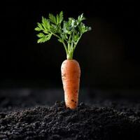 A carrot growing in the dirt photo