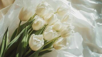 White tulips on a white cloth photo