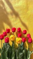 Red and yellow tulips against a yellow wall photo