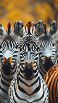 A group of zebras standing in a field photo