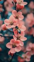 Bee on pink flowers in the spring photo