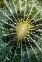 A close up of a kiwi fruit photo