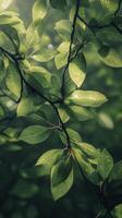 A close up of green leaves on a tree branch photo