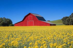A red barn in a field of yellow flowers photo