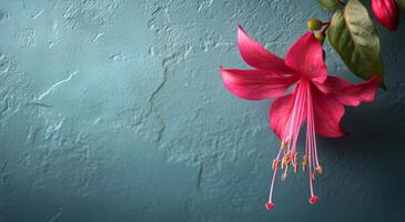 Fuchsia flower on blue wall photo