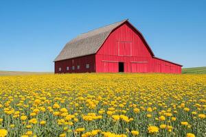 A red barn in a field of yellow flowers photo