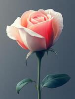 A single rose with a green stem on a gray background photo