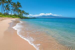 A sandy beach with palm trees and a blue sky photo