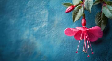 Fuchsia flower on blue wall photo