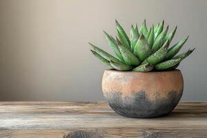 A potted succulent plant on a wooden table photo