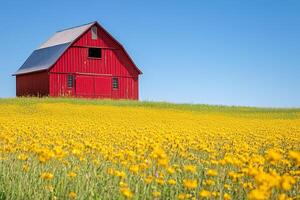 A red barn sits in a field of yellow flowers photo