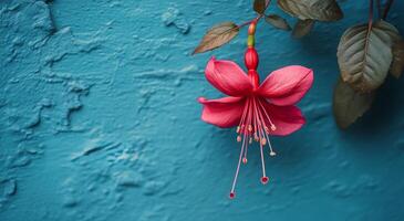 A pink flower is hanging from a branch on a blue wall photo