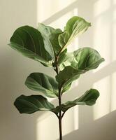 Fiddle leaf fig tree 3d render photo