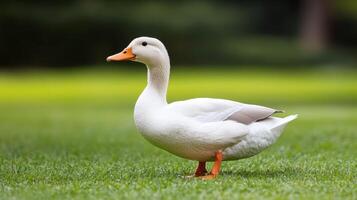 A white duck standing on top of a green field photo
