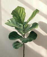 A fiddle leaf plant on a table in front of a window photo