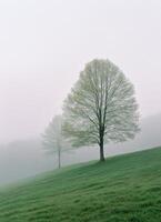 Two trees stand in a foggy field photo
