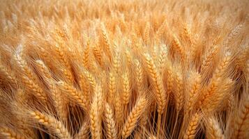 A close up of a field of golden wheat photo